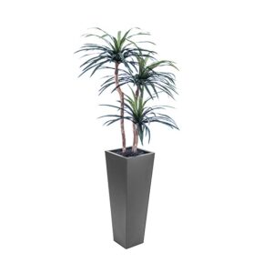 Three Head Yucca Plant