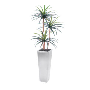 Three Head Yucca Plant