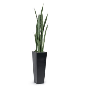 Sanseviera Plant