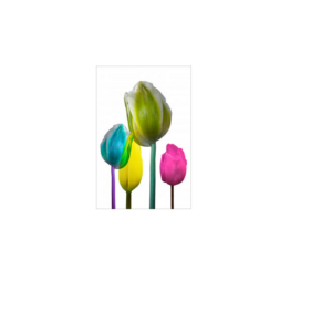 Tulips I Wall Art