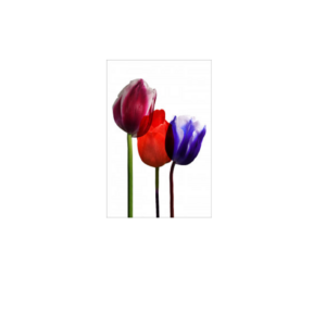 Tulips II Wall Art