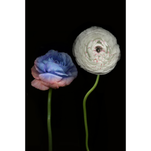 Flowers Wall Art