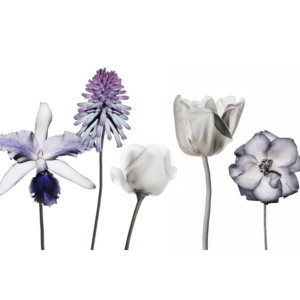 Flowers Wall Art