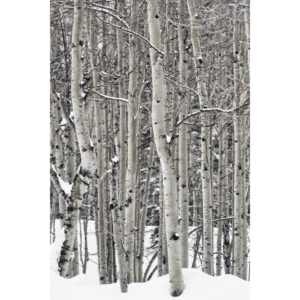 Winter Abstract