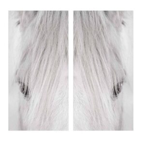 Horse Head