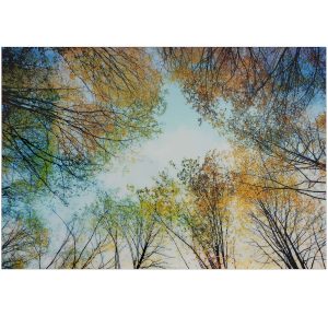 Summer Trees Wall Art
