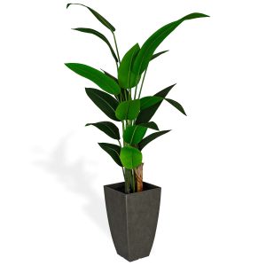 Travelers Palm Plant